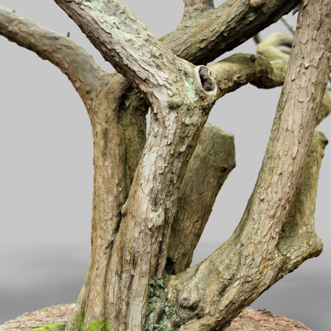3d Environment Asset Model