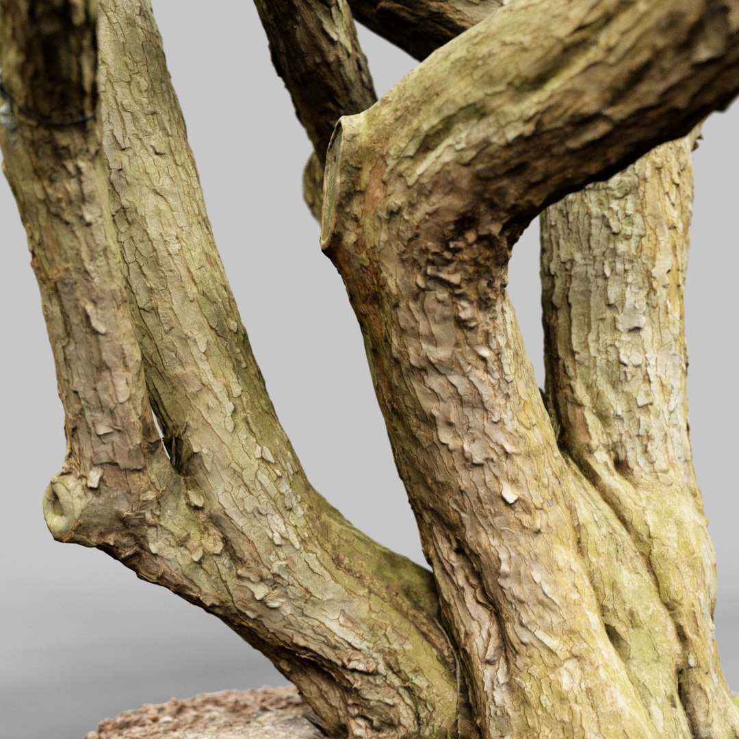 3d Environment Asset Model