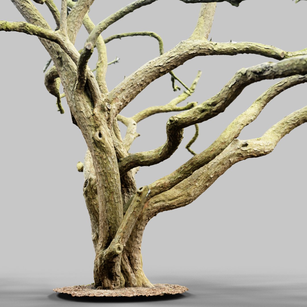 3d Environment Asset Model