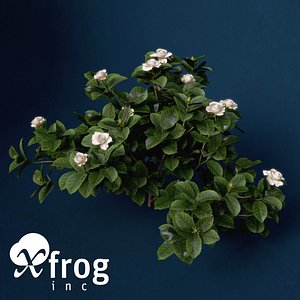 XfrogPlants Gardenia