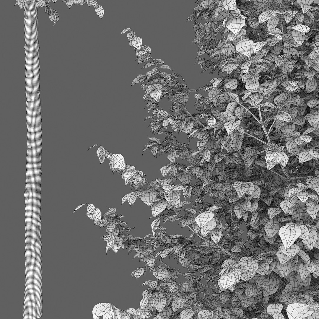 linden trees platyphyllos 3D model https://p.turbosquid.com/ts-thumb/xd/M13Ho7/62/4/jpg/1615013737/1920x1080/fit_q87/5a533bad628c84dc54e62c05176f457b657e5298/4.jpg