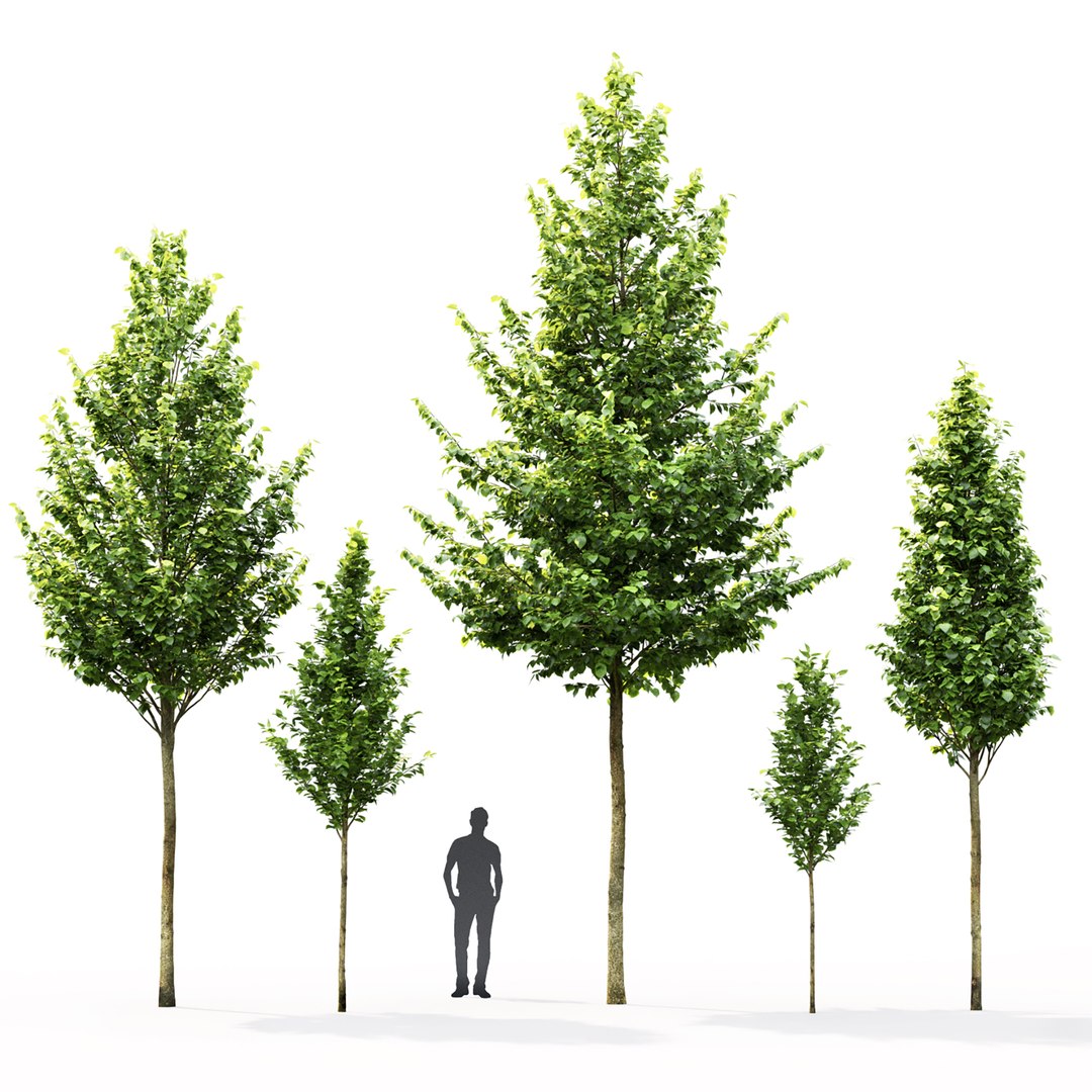 linden trees platyphyllos 3D model https://p.turbosquid.com/ts-thumb/xd/M13Ho7/9L/3/jpg/1615013738/1920x1080/fit_q87/6f4548ad640bde95f42e24b98edb2cd22a882f69/3.jpg