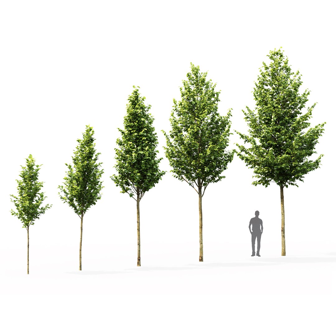 linden trees platyphyllos 3D model https://p.turbosquid.com/ts-thumb/xd/M13Ho7/oU/2/jpg/1615013737/1920x1080/fit_q87/4bb45acda7378e1fcd43b2e0cdf0cd8bbc5aaff2/2.jpg