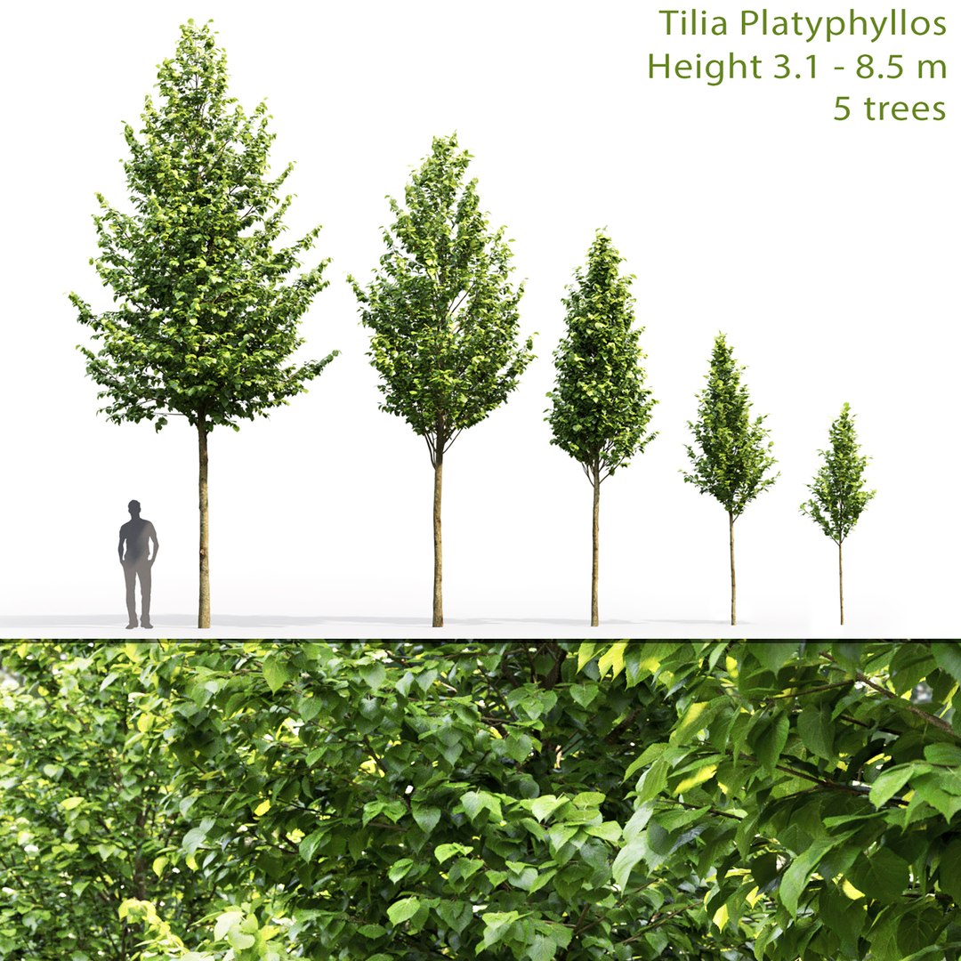 linden trees platyphyllos 3D model https://p.turbosquid.com/ts-thumb/xd/M13Ho7/vK/1/jpg/1615013739/1920x1080/fit_q87/c1a96474c3e8440ca715bf05f63c6234b705e249/1.jpg