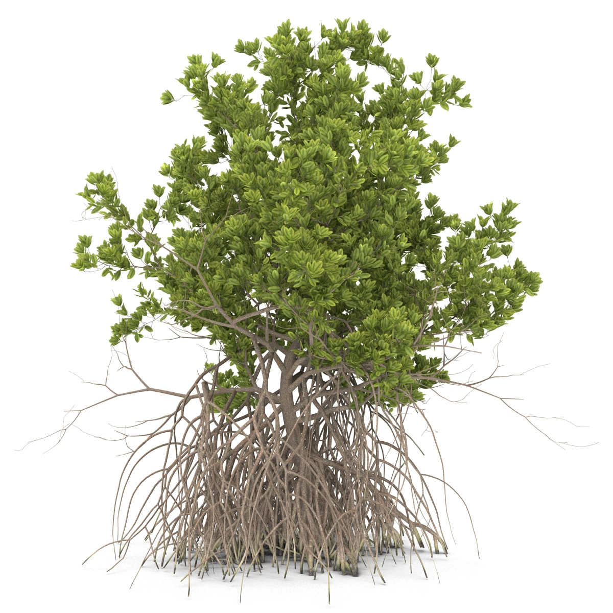 3ds max mangrove tree