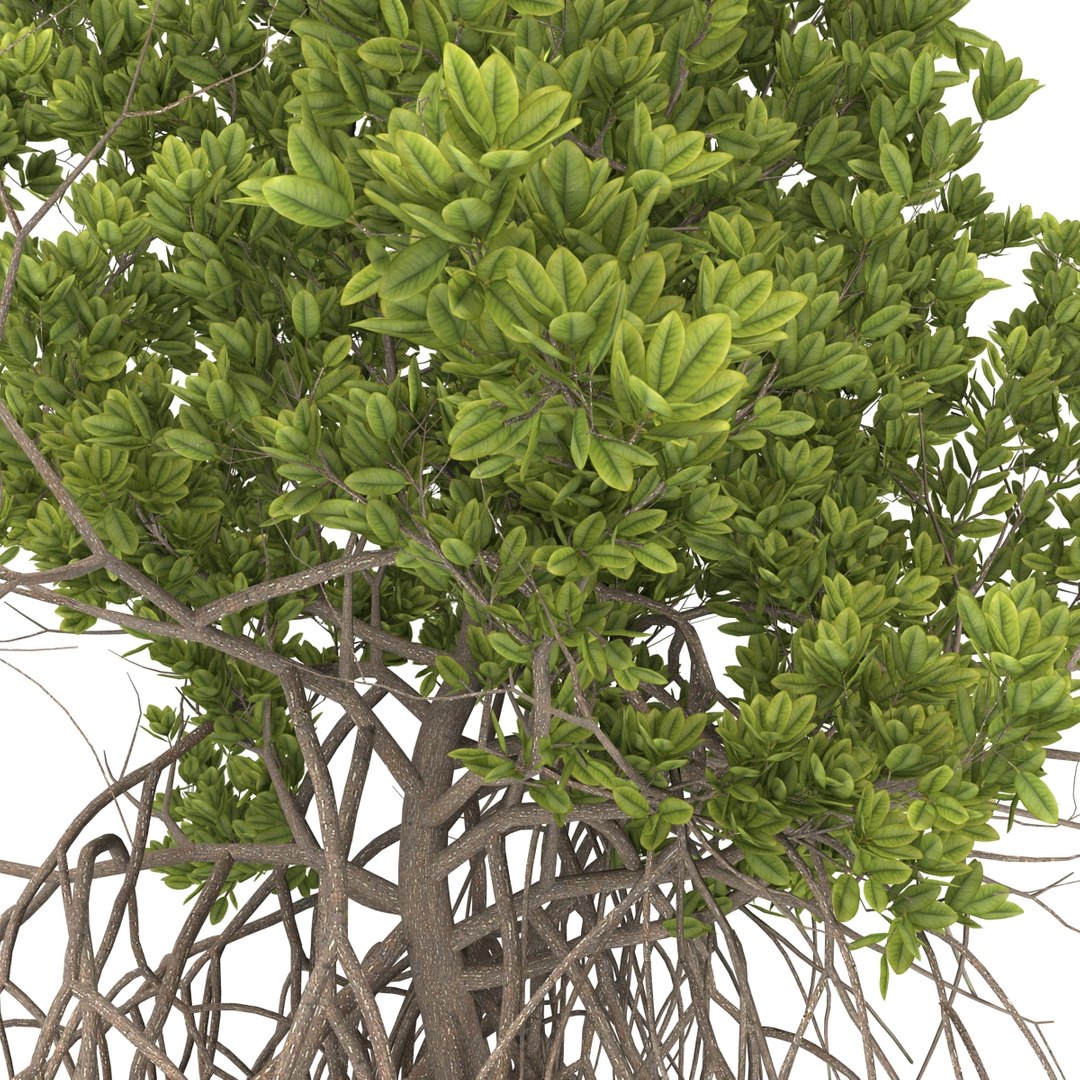 3ds max mangrove tree