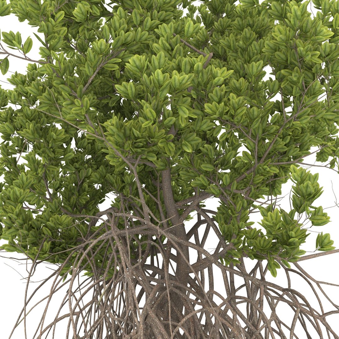 3ds max mangrove tree