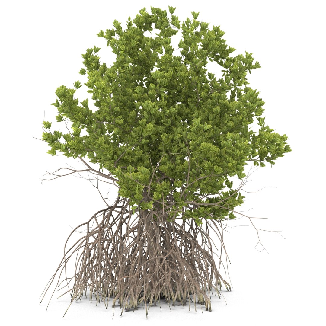 3ds max mangrove tree