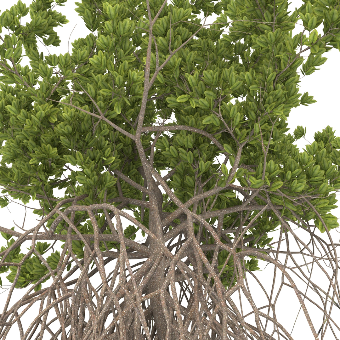 3ds max mangrove tree