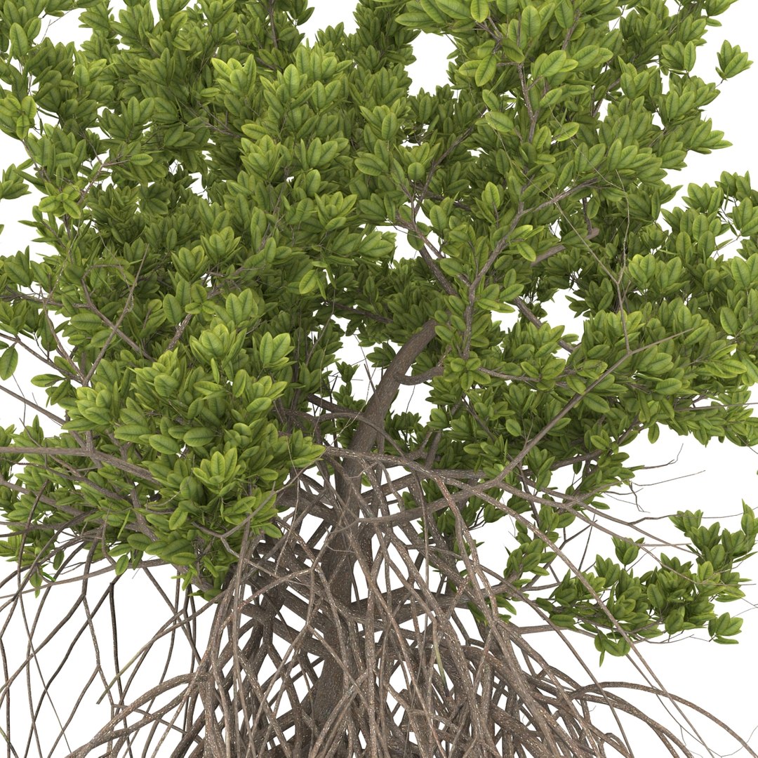 3ds max mangrove tree