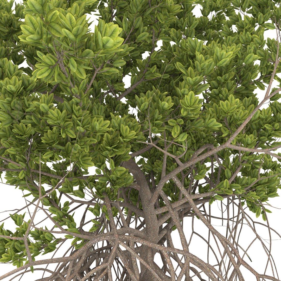 3ds max mangrove tree