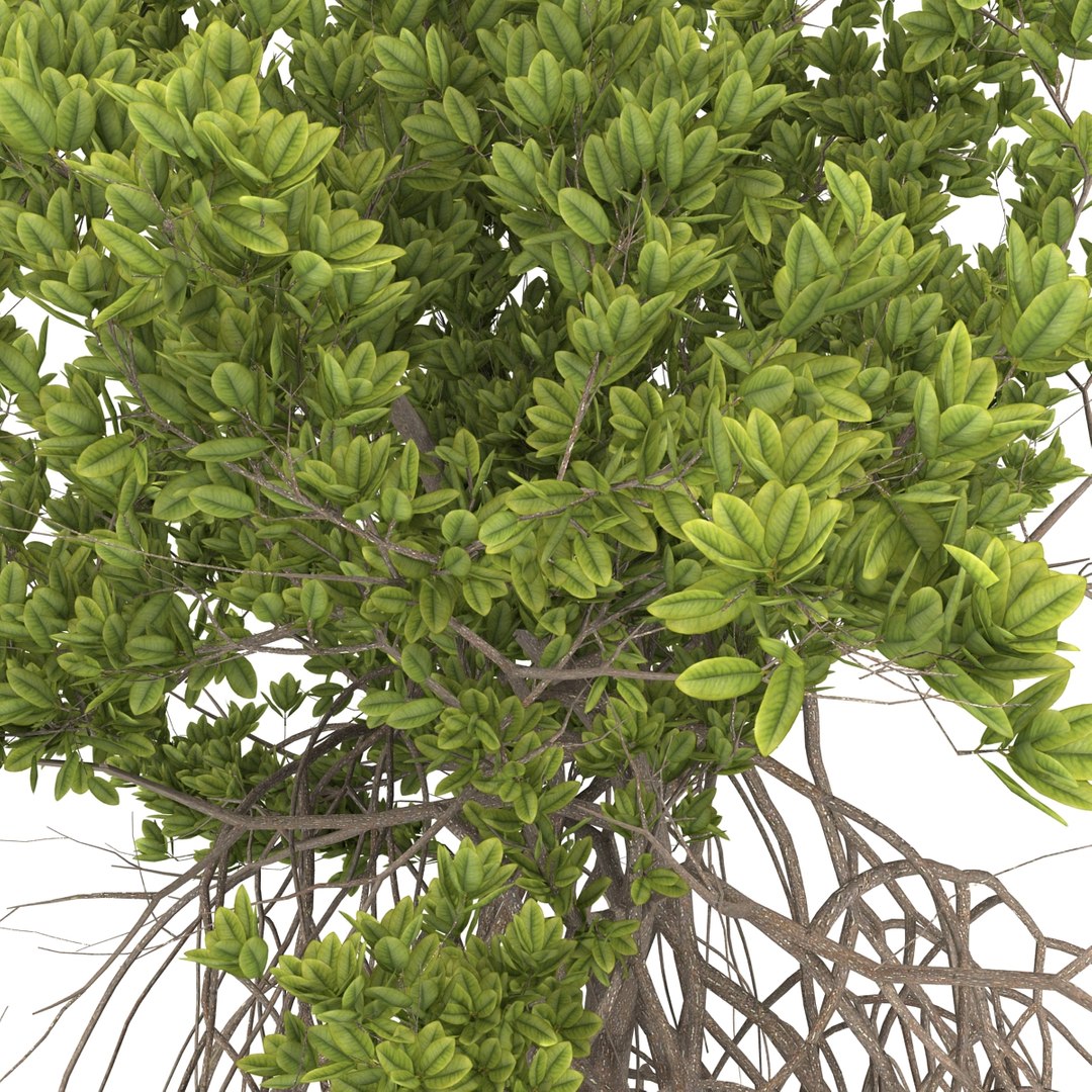 3ds max mangrove tree