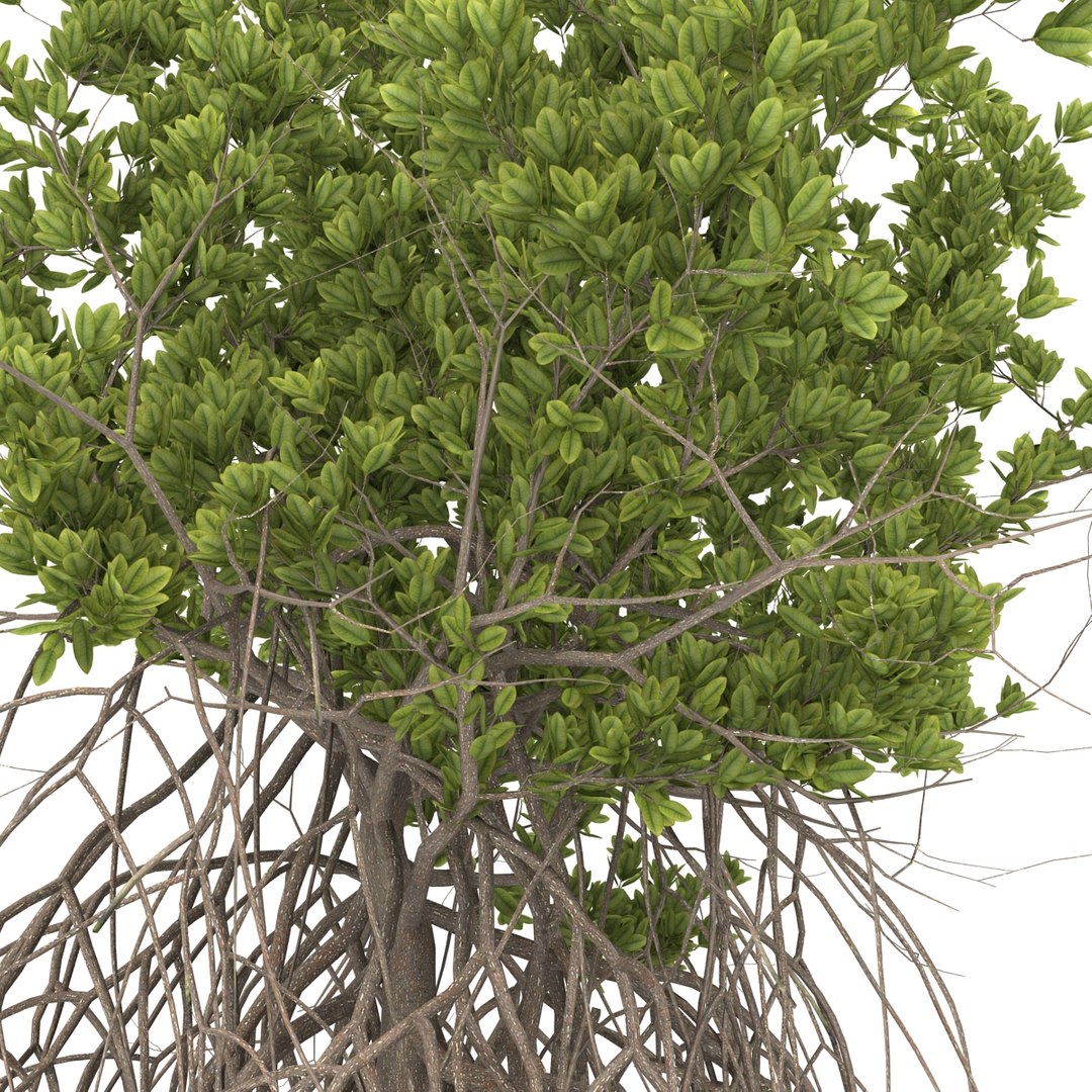 3ds Max Mangrove Tree