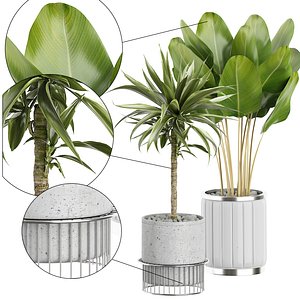 potted plants 62 3D model