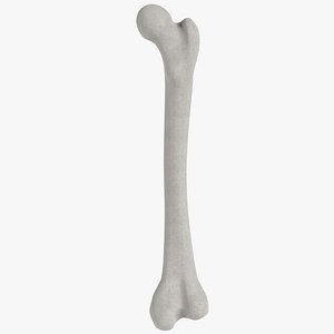 human femur 2 3D model