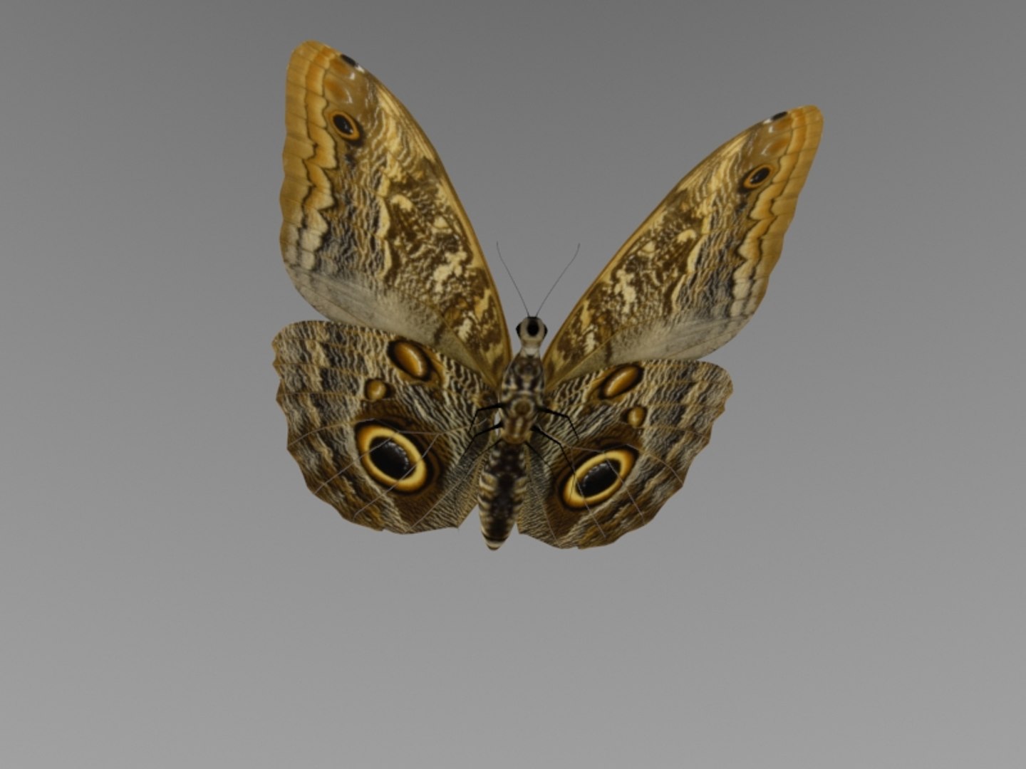 modeled butterfly animation flying wing max https://p.turbosquid.com/ts-thumb/xd/hMhQlu/FWVAJ6Dp/3/jpg/1437428684/1920x1080/fit_q87/130fb185e052bd8ec44299457d825d2f71698552/3.jpg