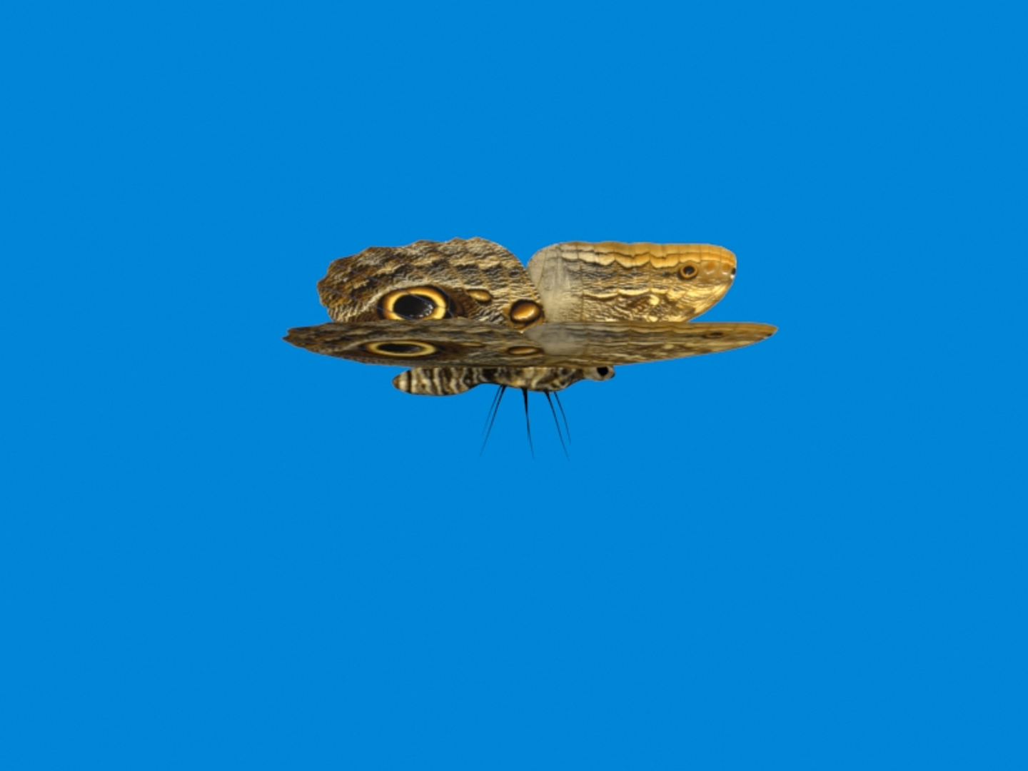 modeled butterfly animation flying wing max https://p.turbosquid.com/ts-thumb/xd/hMhQlu/JxP4BamW/butterflyturn/jpg/1437429008/1920x1080/turn_fit_q99/01d9d93e5824dc3ef43c1fbf91017eac84562660/butterflyturn-1.jpg