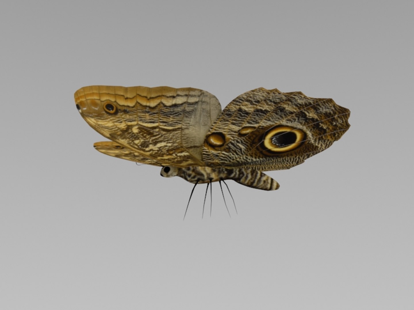 modeled butterfly animation flying wing max https://p.turbosquid.com/ts-thumb/xd/hMhQlu/KqjNtHZE/4/jpg/1437428684/1920x1080/fit_q87/8315ea0908e424ebf76771cec67f6517123bd9bb/4.jpg