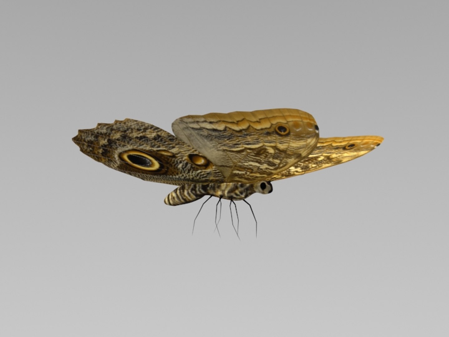 modeled butterfly animation flying wing max https://p.turbosquid.com/ts-thumb/xd/hMhQlu/jCPewY8l/2/jpg/1437428684/1920x1080/fit_q87/db262601003804b1fd95c4a9d24e7daa639c4a28/2.jpg