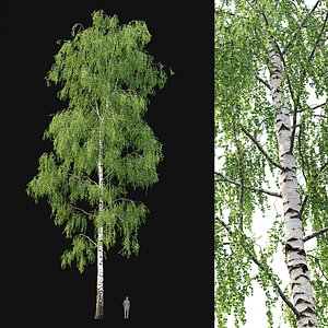 Birch forest part 06 3D model