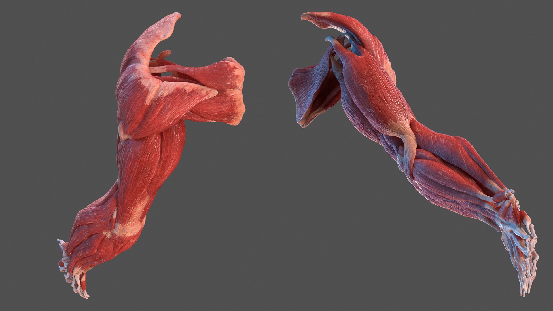 3D male arm muscular - TurboSquid 1466619