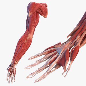 3D male arm muscular