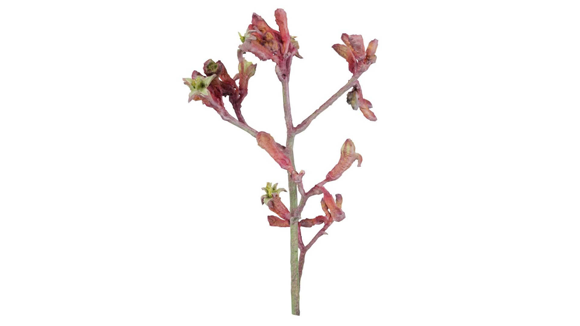 3D Close up Tall Kangaroo Paw Australian Sword Lily Anigozanthos Flavidus Remastered https://p.turbosquid.com/ts-thumb/xd/zrSYgw/Fx/close_up_tall_kangaroo_paw_australian_sword_lily_anigozanthos_flavidus_00/jpg/1740374668/1920x1080/fit_q87/0c818643f50091987c79ec641e6a45f07187d3fa/close_up_tall_kangaroo_paw_australian_sword_lily_anigozanthos_flavidus_00.jpg