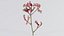 3D Close up Tall Kangaroo Paw Australian Sword Lily Anigozanthos Flavidus Remastered