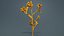 3D Close up Tall Kangaroo Paw Australian Sword Lily Anigozanthos Flavidus Remastered