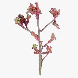 3D Close up Tall Kangaroo Paw Australian Sword Lily Anigozanthos Flavidus Remastered