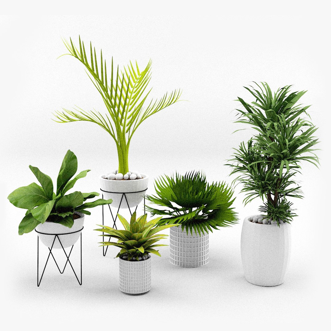 House Plants Collection Model - TurboSquid 1952763