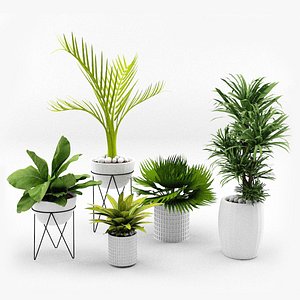 House Plants Collection model