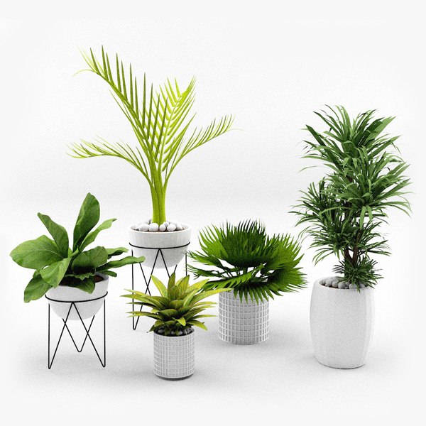 House Plants Collection model - TurboSquid 1952763