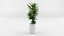 Colección de plantas de interior