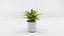 Colección de plantas de interior