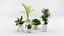 Colección de plantas de interior