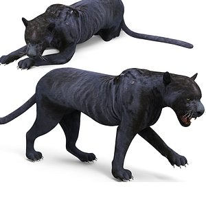Rigged & Animated Black Panther