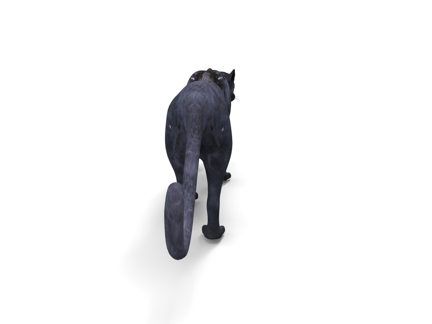 3D panther rigged animation model https://p.turbosquid.com/ts-thumb/xe/6dVB3R/3Or1p95b/panther.872/jpg/1527143254/1920x1080/fit_q87/56a12e71a1ea149ba1bfb1259fd9ac4bac692982/panther.872.jpg