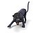 Pantera Negra Rigged & Animated