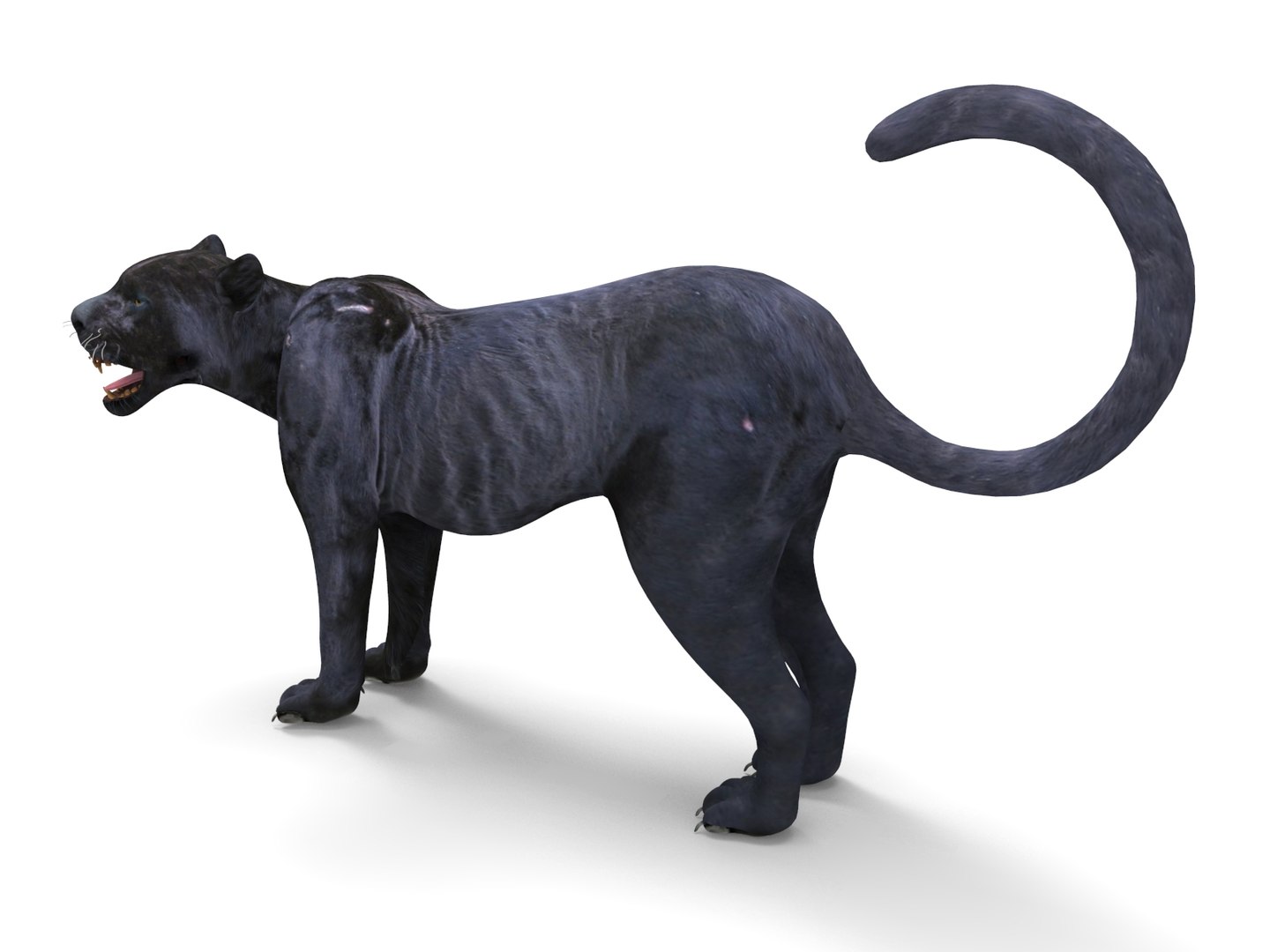 3D panther rigged animation model https://p.turbosquid.com/ts-thumb/xe/6dVB3R/5C61YpMd/panther.884/jpg/1527143254/1920x1080/fit_q87/e83ad4e587fce055f8b0be2faa24181cf891679a/panther.884.jpg