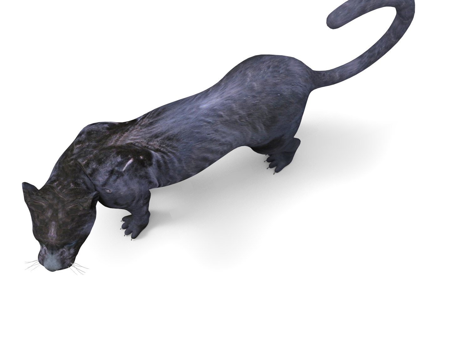 3D panther rigged animation model https://p.turbosquid.com/ts-thumb/xe/6dVB3R/95wSffrV/panther.883/jpg/1527143254/1920x1080/fit_q87/38749d5fece388d2a4360ffaf1566fc107e7f33d/panther.883.jpg
