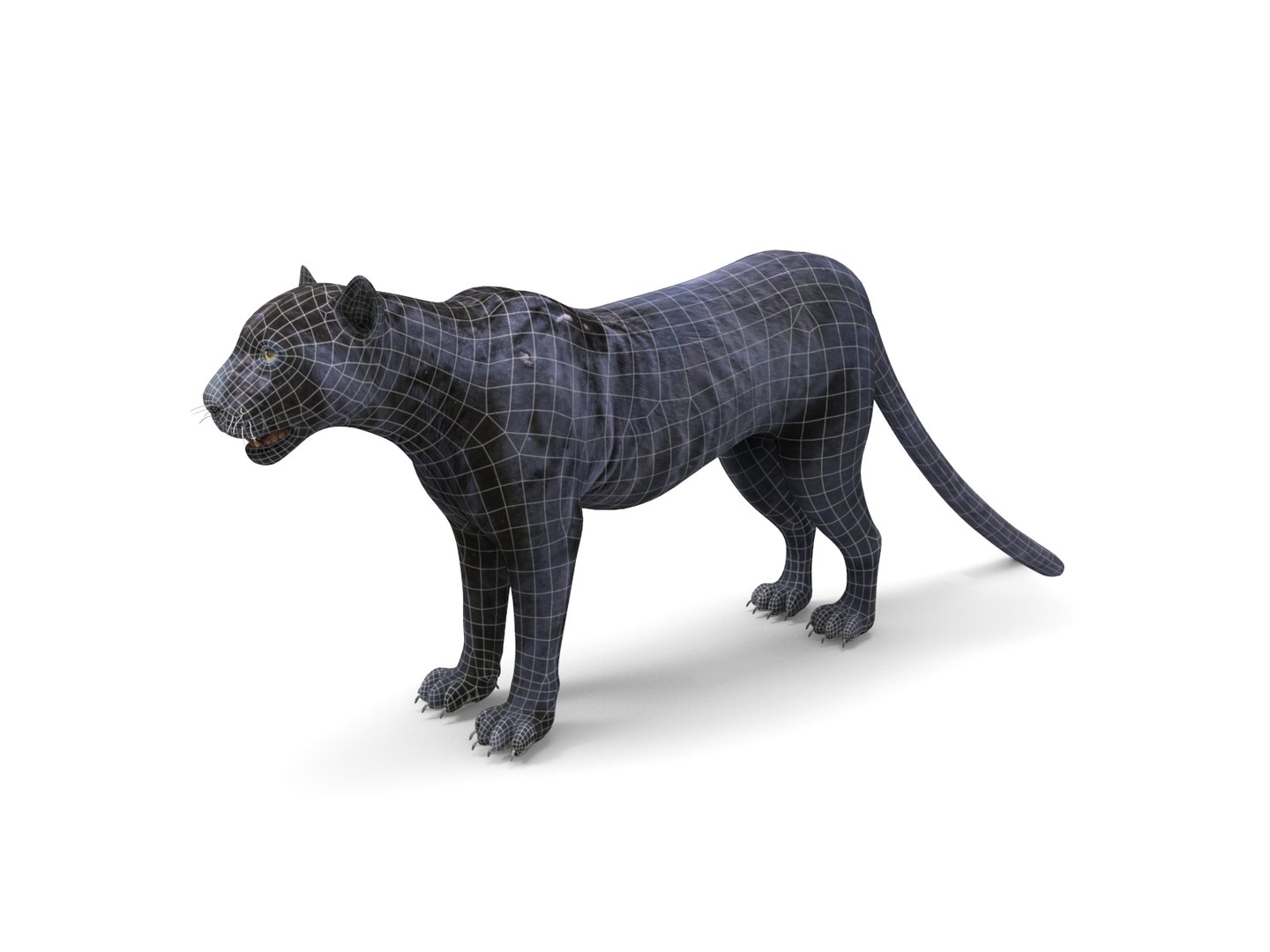 3D panther rigged animation model https://p.turbosquid.com/ts-thumb/xe/6dVB3R/LOj8Cu1z/panther.887/jpg/1527143254/1920x1080/fit_q87/43c5895079854732745a79deccc203b3839d18ed/panther.887.jpg