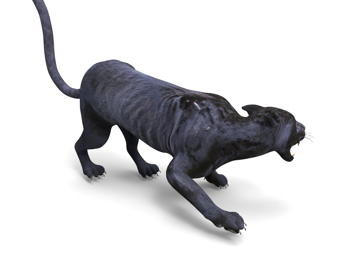 3D panther rigged animation model https://p.turbosquid.com/ts-thumb/xe/6dVB3R/LfeQtNY1/panther.880/jpg/1527143254/1920x1080/fit_q87/986241dfc6a9d6784b738619295fe4a8525692c5/panther.880.jpg