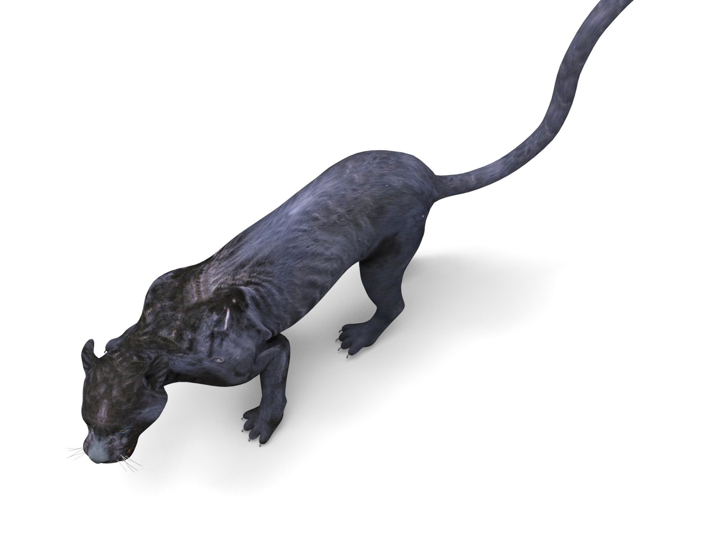 3D panther rigged animation model https://p.turbosquid.com/ts-thumb/xe/6dVB3R/TGK9xxtd/panther.877/jpg/1527143254/1920x1080/fit_q87/663cb43e21a5f1252c206a508d400341ad610d76/panther.877.jpg