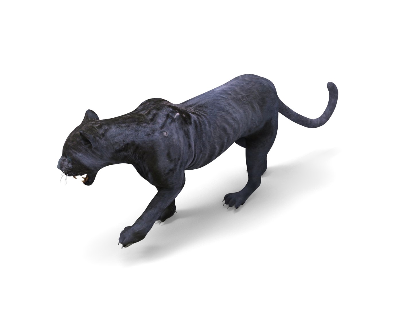 3D Panther Rigged Animation Model - TurboSquid 1289582