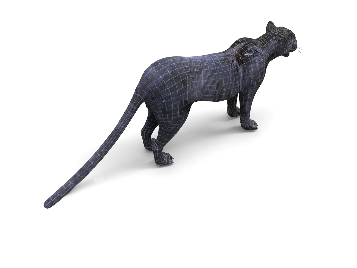 3D panther rigged animation model https://p.turbosquid.com/ts-thumb/xe/6dVB3R/XLZfGAzf/panther.888/jpg/1527143254/1920x1080/fit_q87/cfa8780c078d8e0239bf956e7ddbbcc6c65c1296/panther.888.jpg