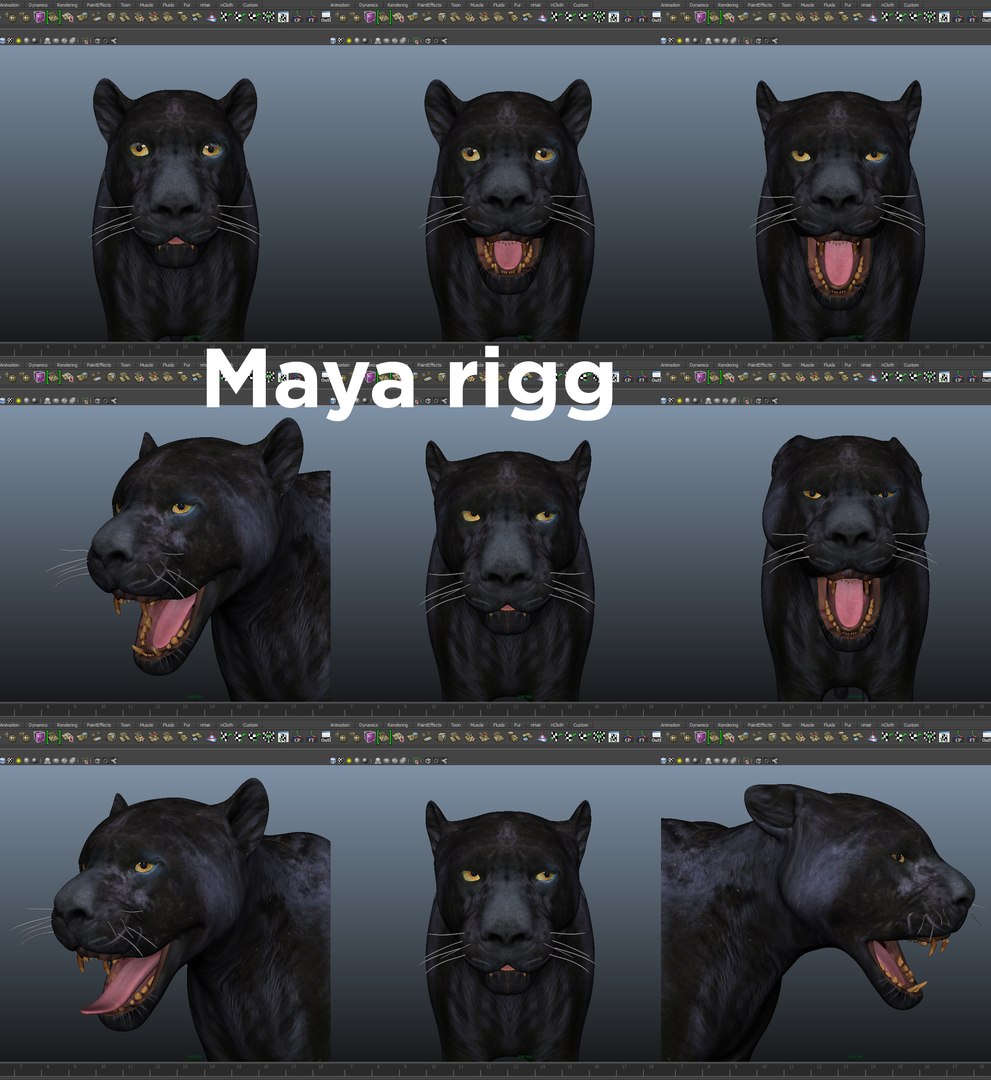 3D panther rigged animation model https://p.turbosquid.com/ts-thumb/xe/6dVB3R/gU56bBNm/mayarigg02/jpg/1527143546/1920x1080/fit_q87/88aad690d9ab82ef94de657e6799dcb4d2da2264/mayarigg02.jpg