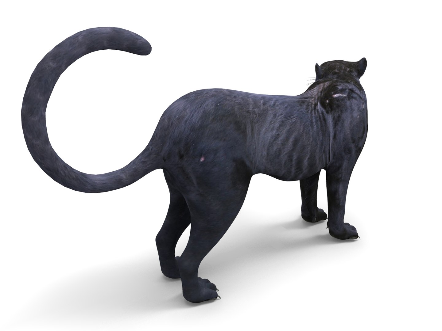 3D panther rigged animation model https://p.turbosquid.com/ts-thumb/xe/6dVB3R/wAPu8USB/panther.886/jpg/1527143254/1920x1080/fit_q87/36bb2e398c2180584ce3e73e8993f7b49b8297d2/panther.886.jpg