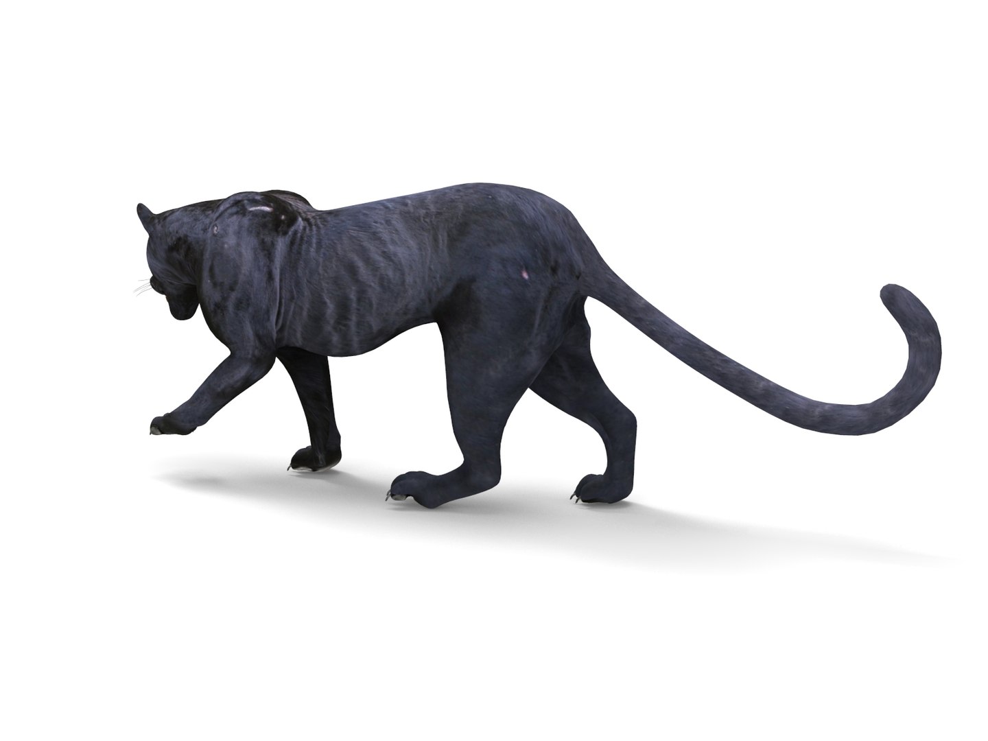 3D panther rigged animation model https://p.turbosquid.com/ts-thumb/xe/6dVB3R/x69dAa7h/panther.871/jpg/1527143254/1920x1080/fit_q87/817175251441b5f3b8da9a739d89c26e8cc62817/panther.871.jpg