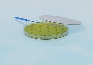 Laboratory Petri Dish with Bacteria Culture